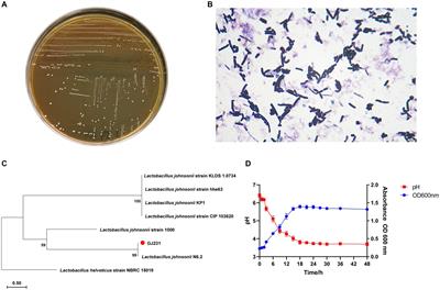 Genomic analysis and functional properties of Lactobacillus johnsonii GJ231 isolated from healthy beagles